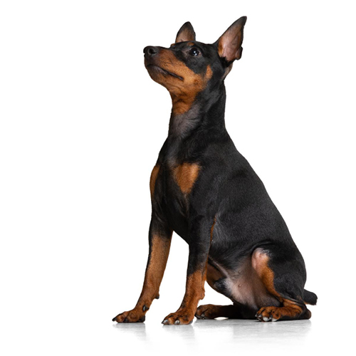 Doberman