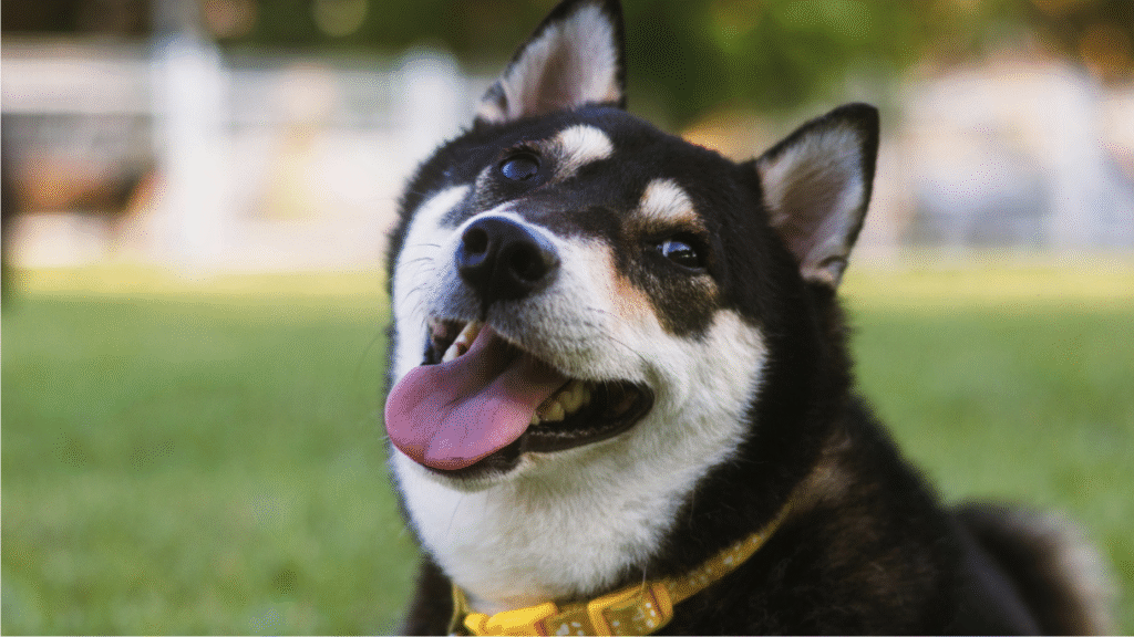Perro al aire libre durante un artículo sobre giardia en perros
