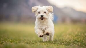 Coccidiosis en perros qué es, síntomas y cómo proteger a tu mejor amigo