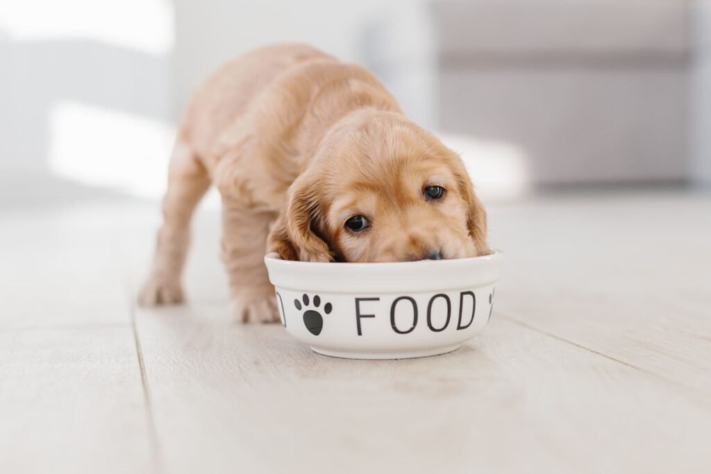Cómo saber cuál es el mejor pienso para tu cachorro