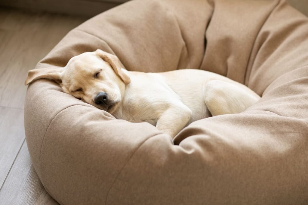 ¿Qué sueñan los perros Descubre los secretos del descanso de tu peludo