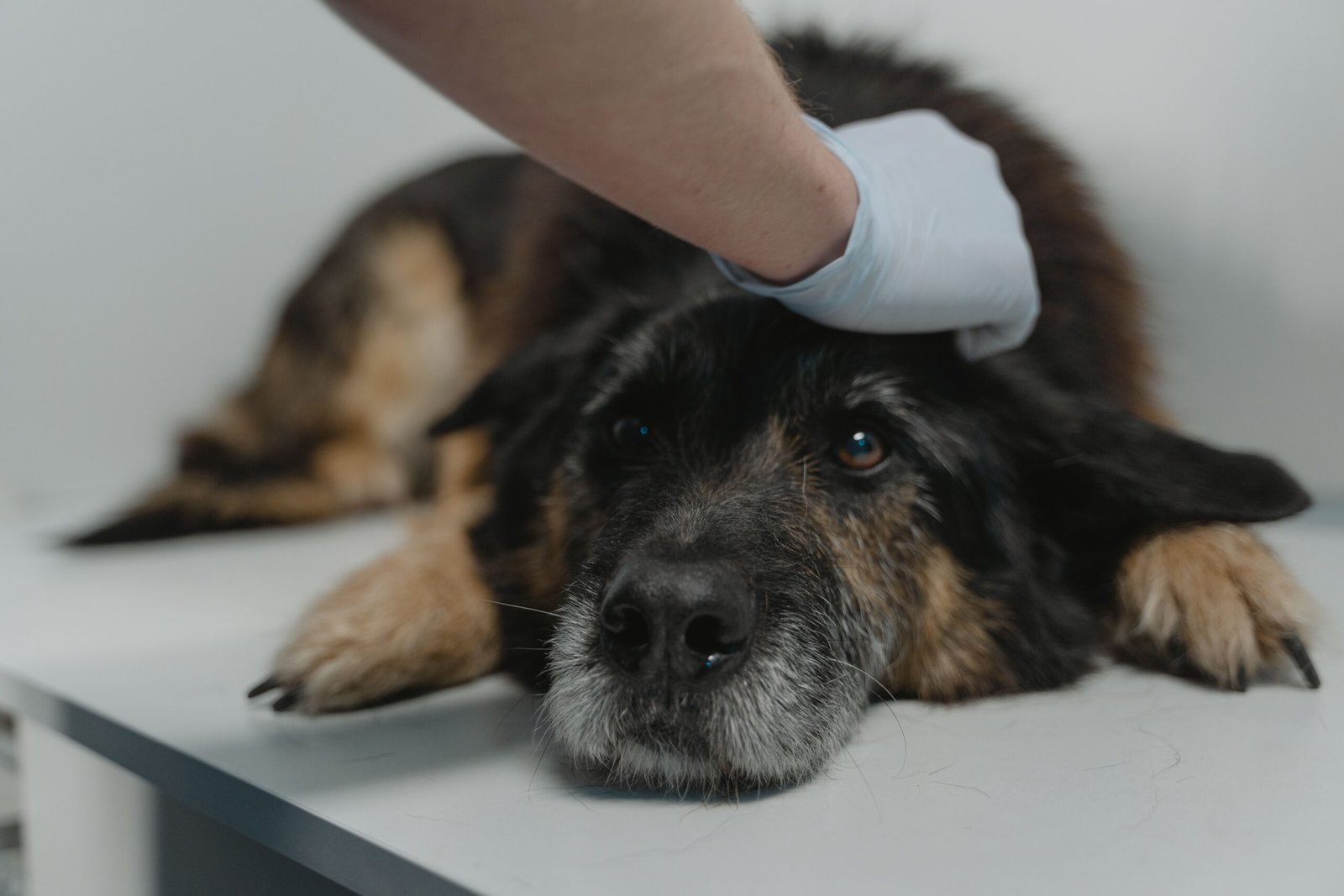 Perro decaído durante una revisión veterinaria