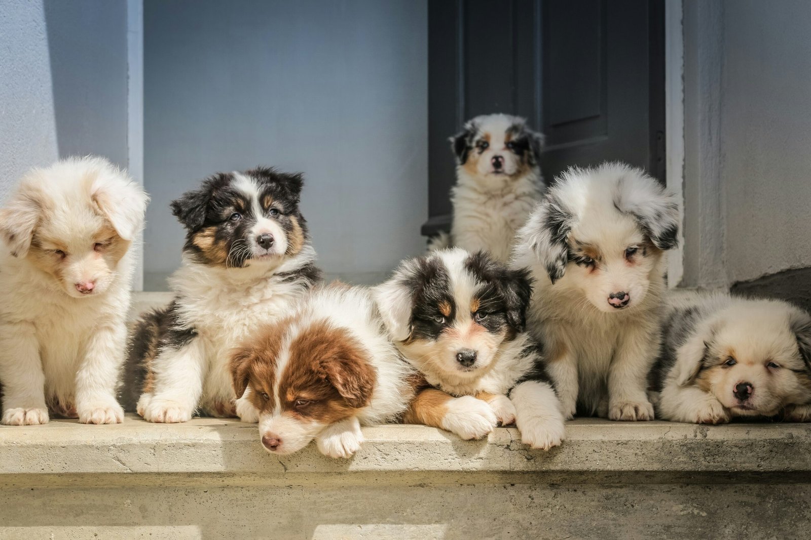 Camada de cachorros recién nacidos