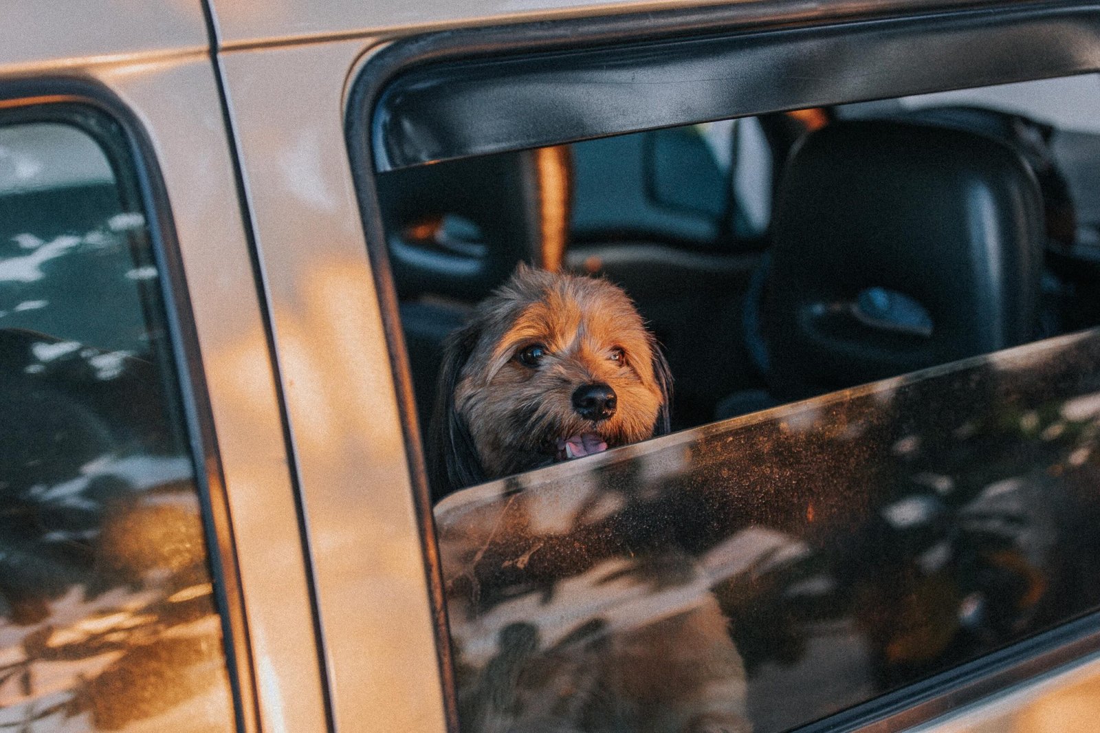 Perro mirando por la ventanilla del coche durante un viaje