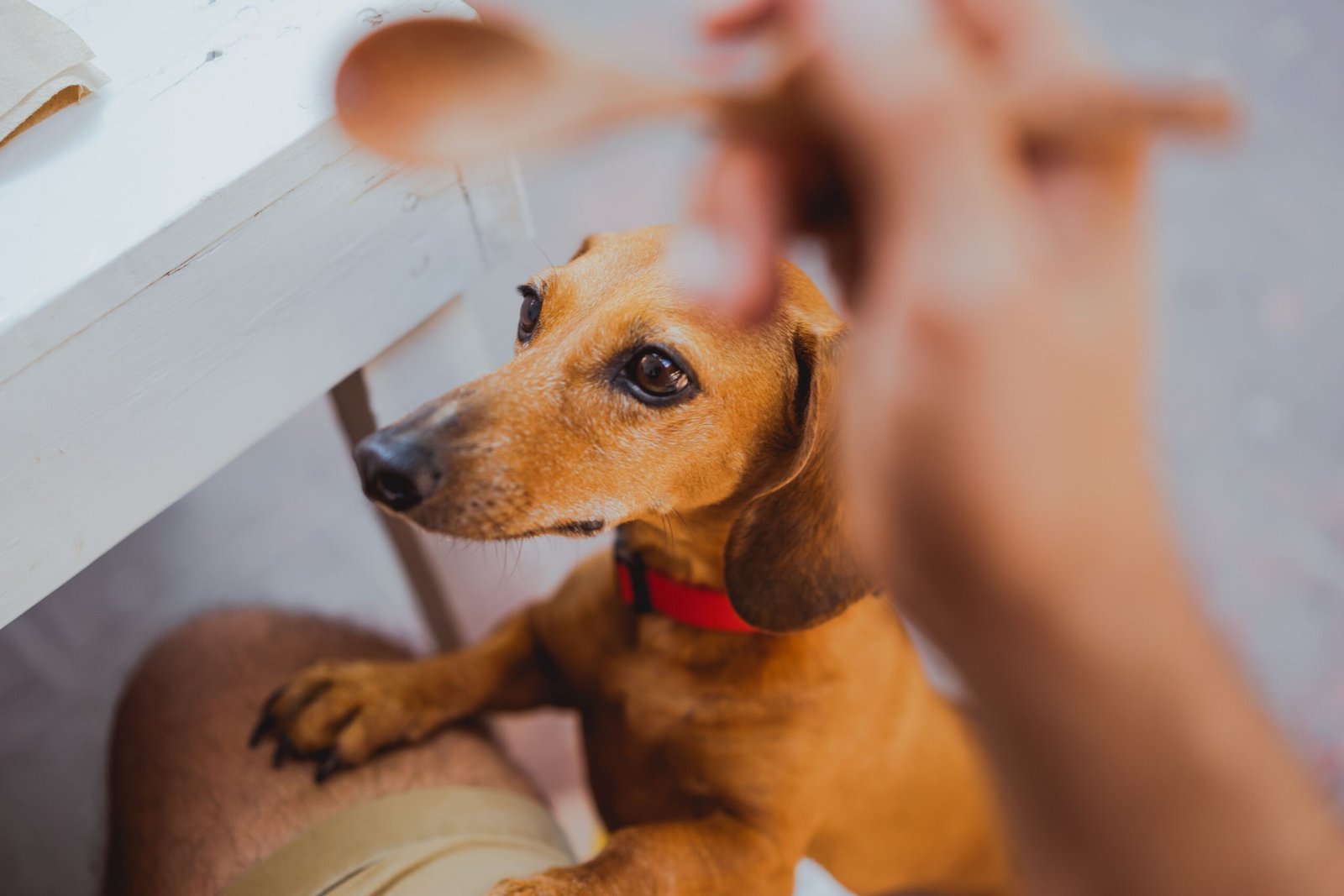 Perro pidiendo comida en la mesa