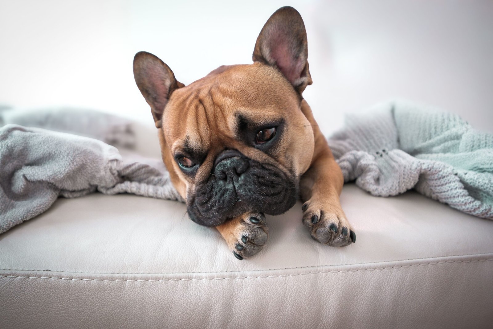 Perro tumbado y tranquilo en el sofá de casa