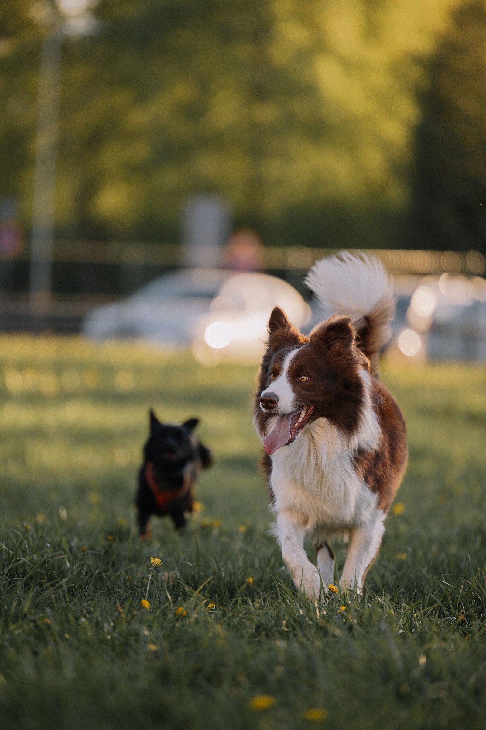 Perros corriendo felices en el parque
