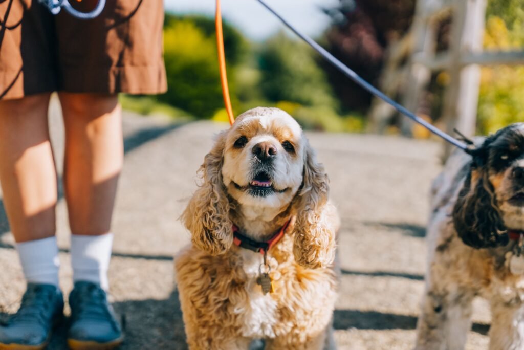 Persona paseando a su perro con correa, cumpliendo las obligaciones de la Ley de Bienestar Animal 2026