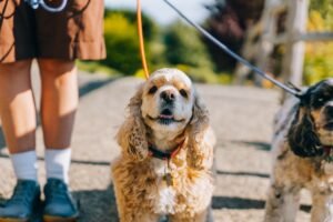 Persona paseando a su perro con correa, cumpliendo las obligaciones de la Ley de Bienestar Animal 2026