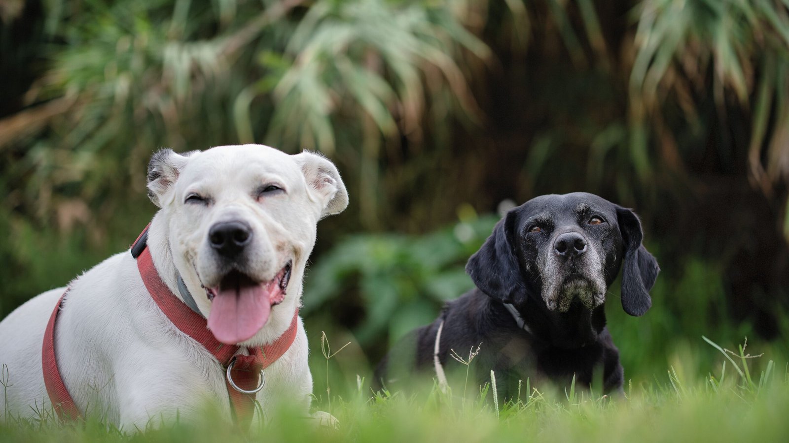 Dos perros sentados juntos en el parque