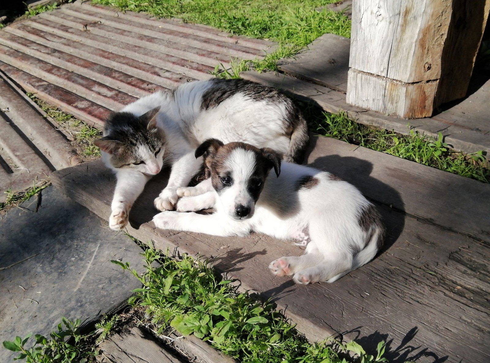 Perro y gato tomando el sol juntos en casa