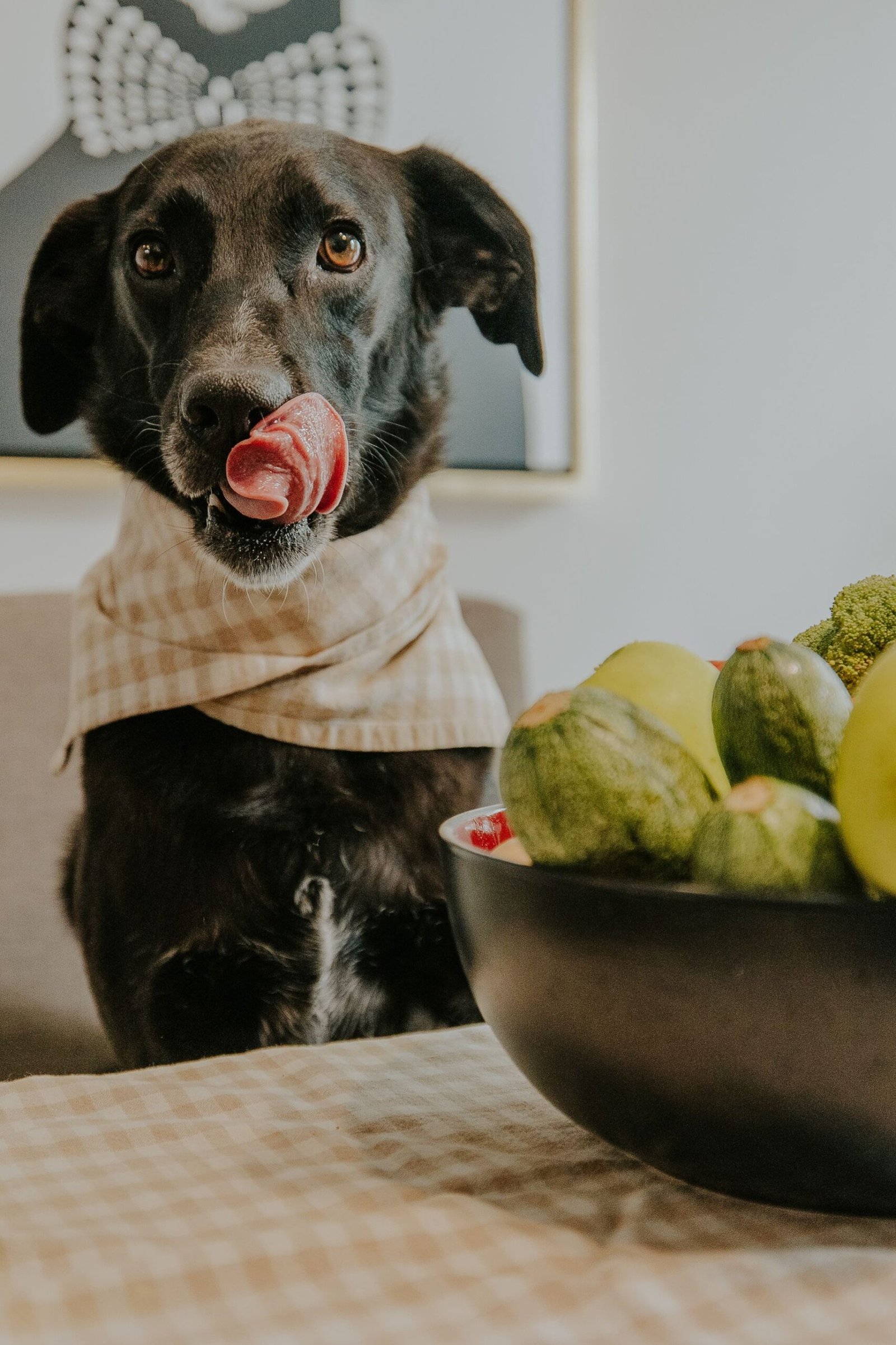 Perro relamiéndose después de comer