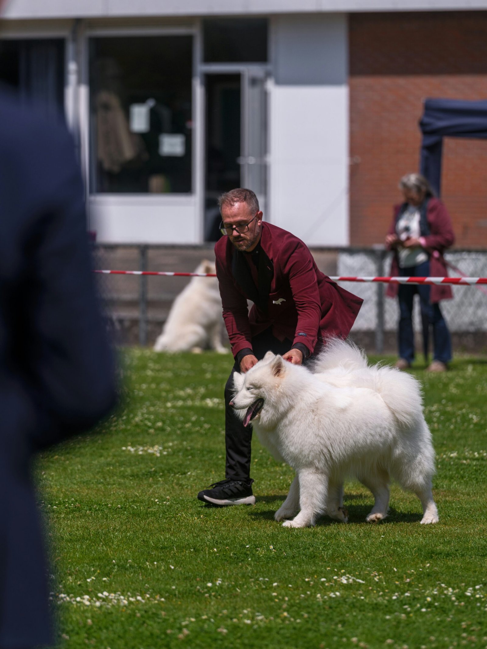 Perro de raza pura presentado en una exposición canina