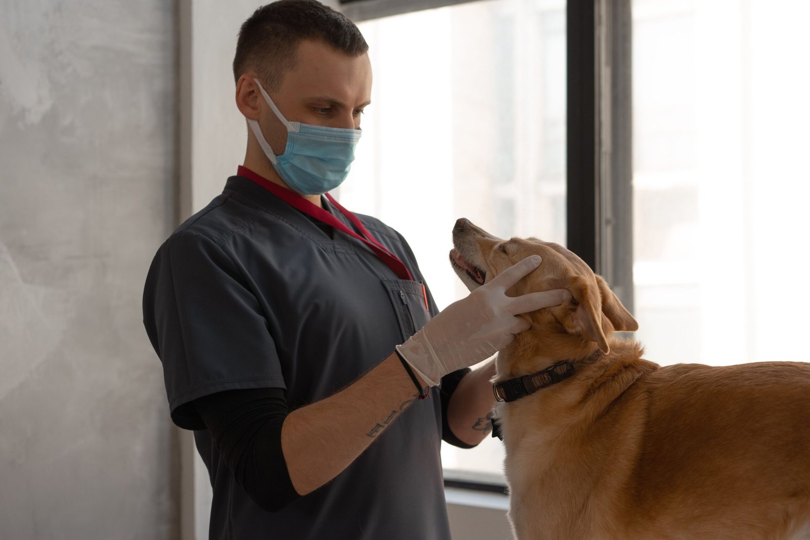Veterinario revisando la identificación de una mascota