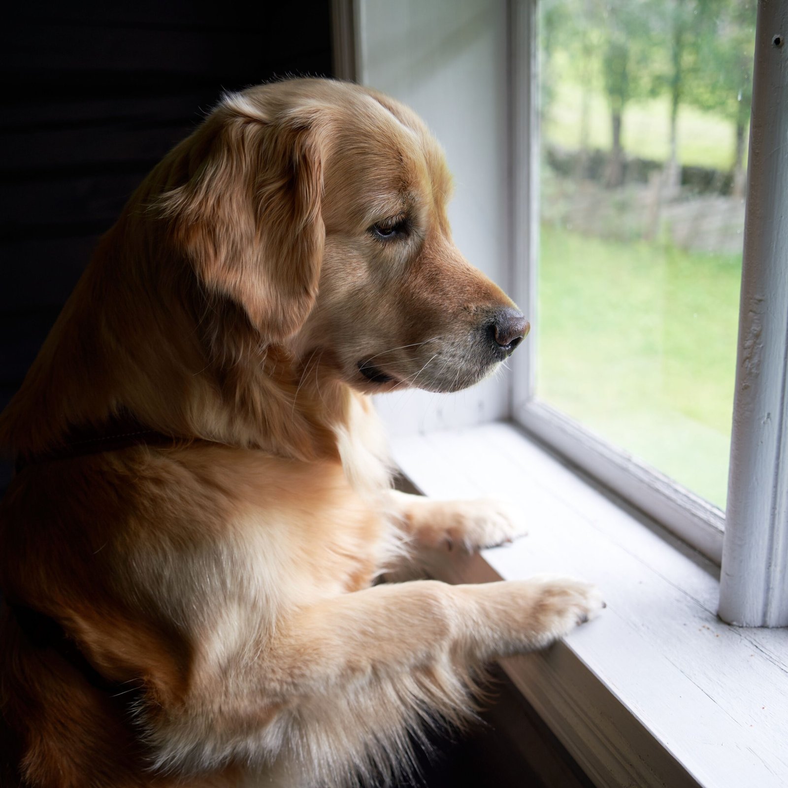 Perro mirando por la ventana esperando a su dueño
