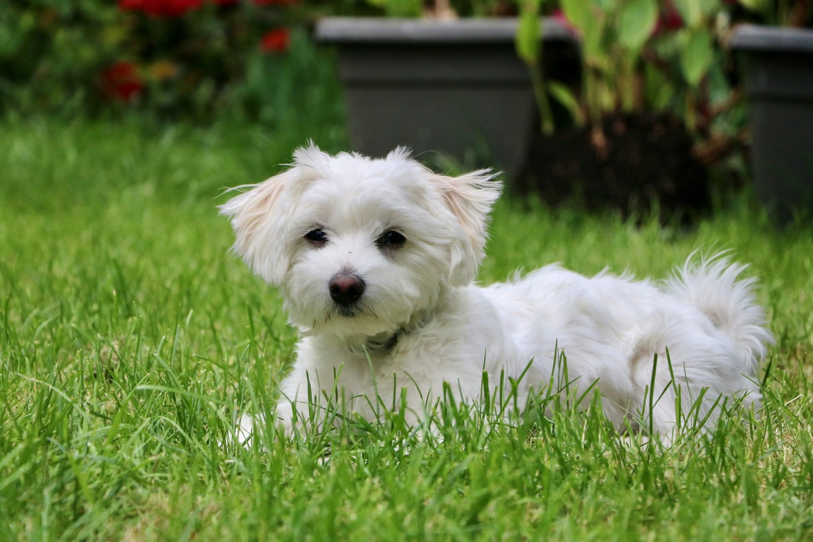 Perro blanco pequeño de pelo largo