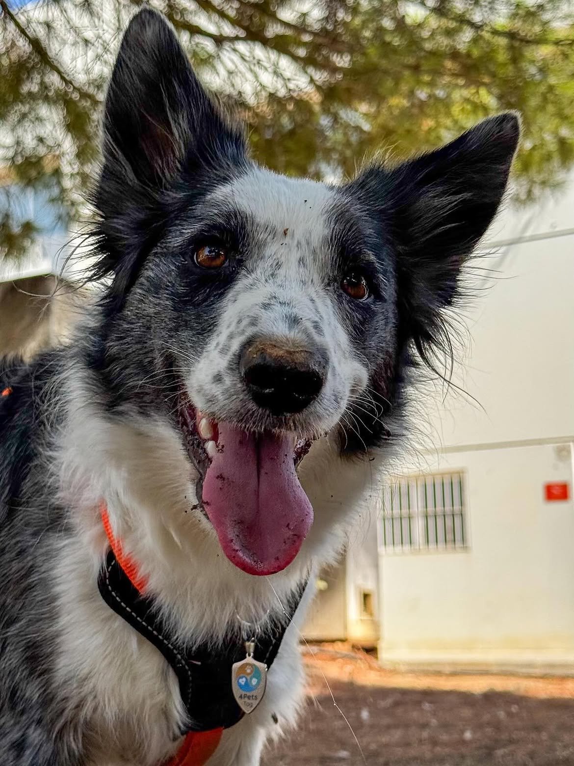 Border collie con el TAG QR de 4Pets