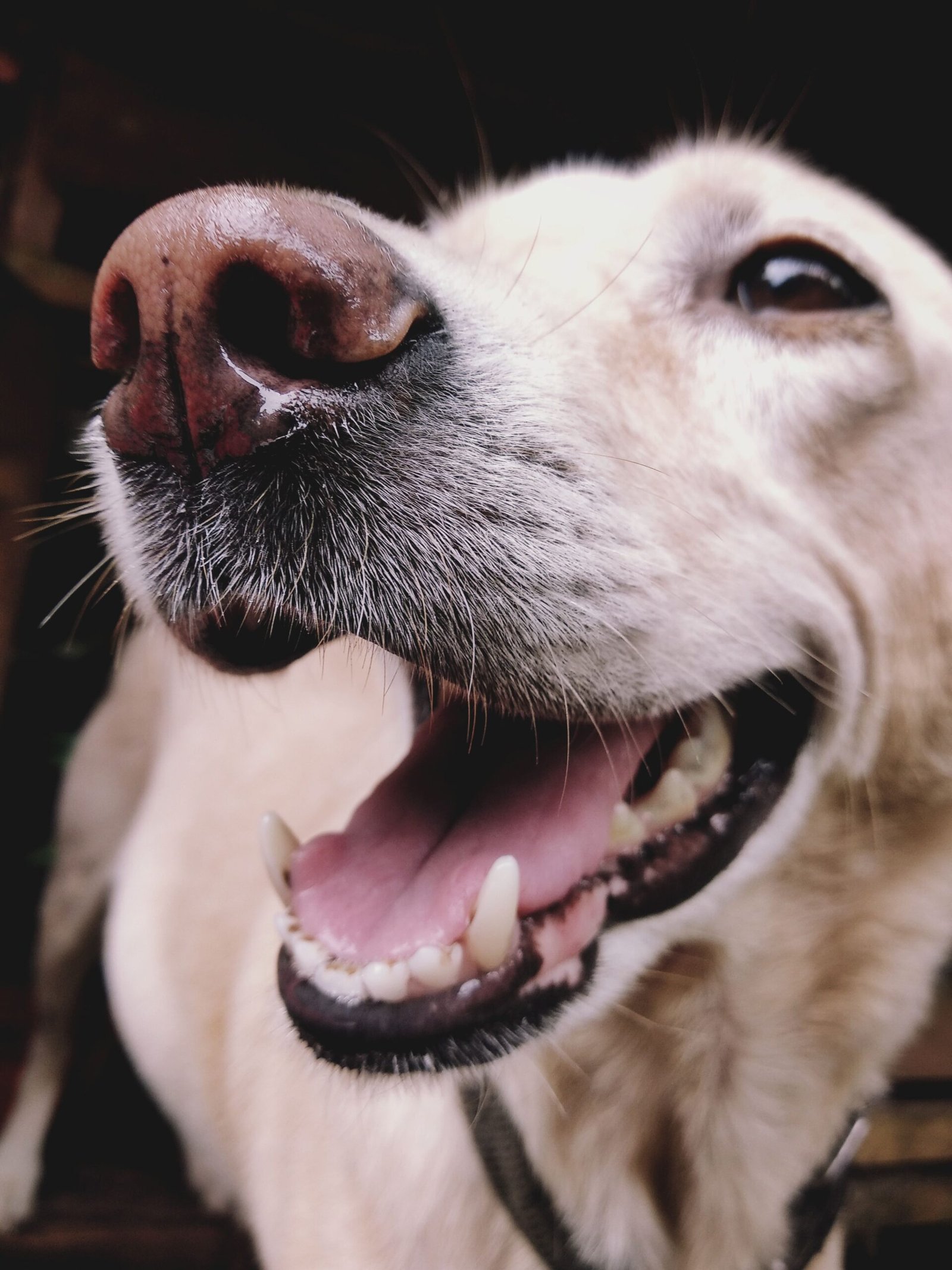 Perro sonriendo con la boca abierta