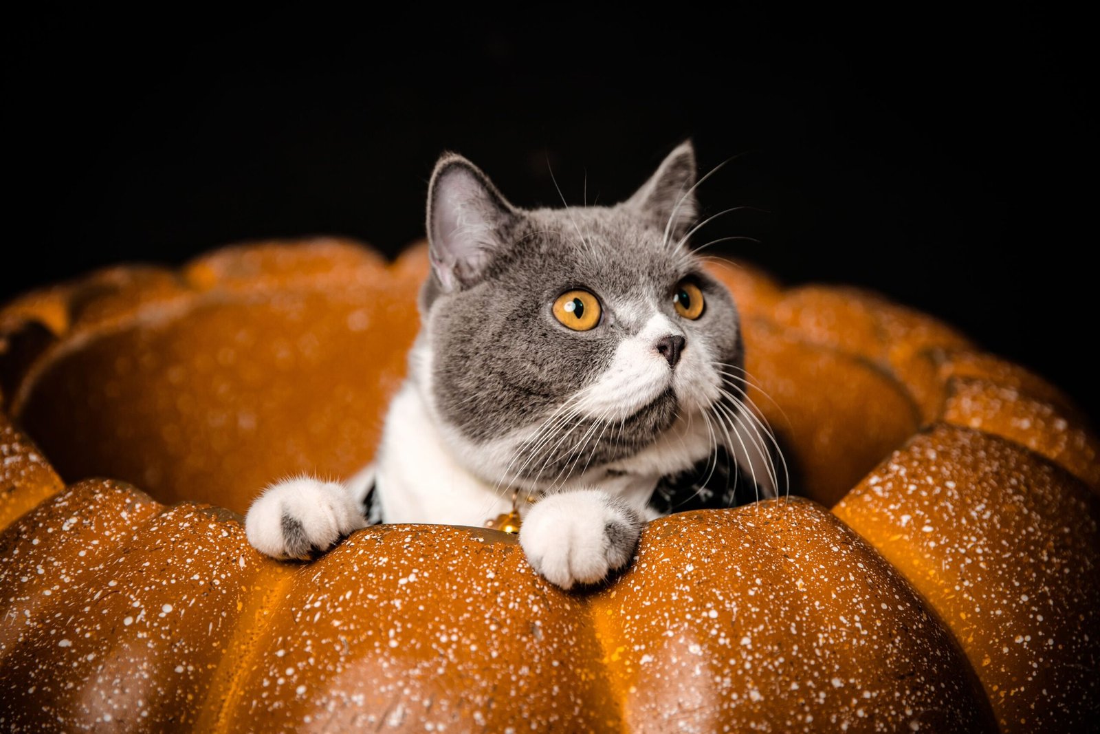 Gato junto a una calabaza de Halloween