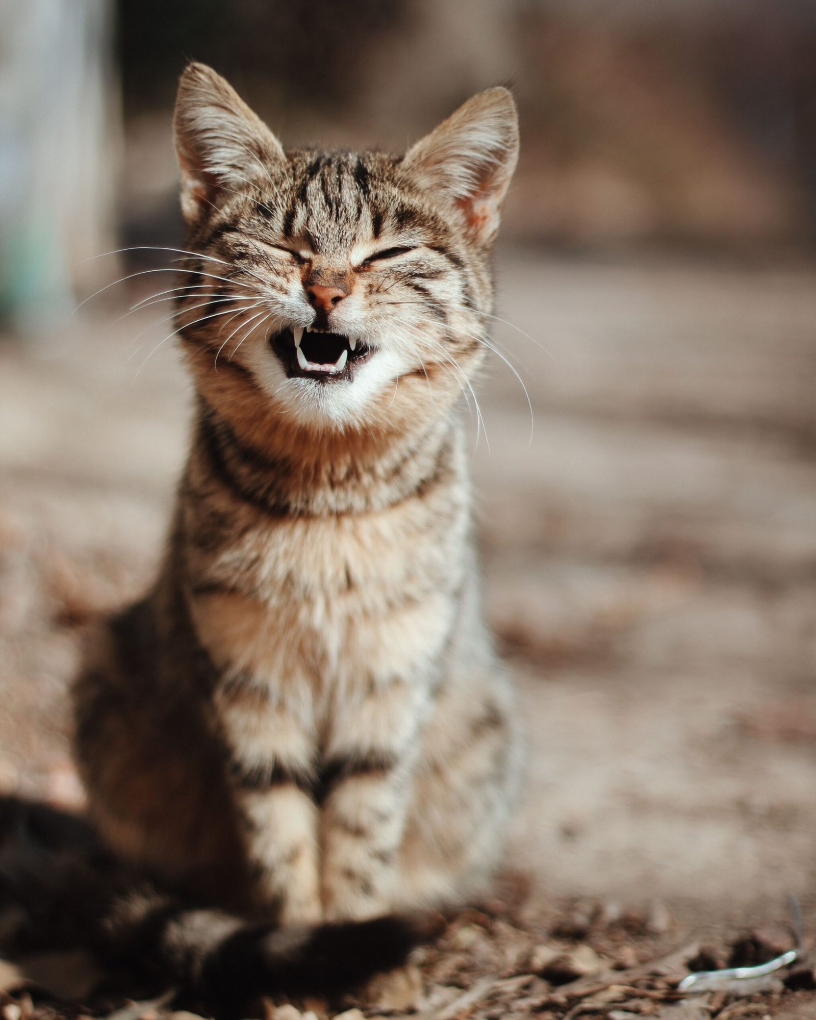 Gato con la boca abierta mostrando los dientes