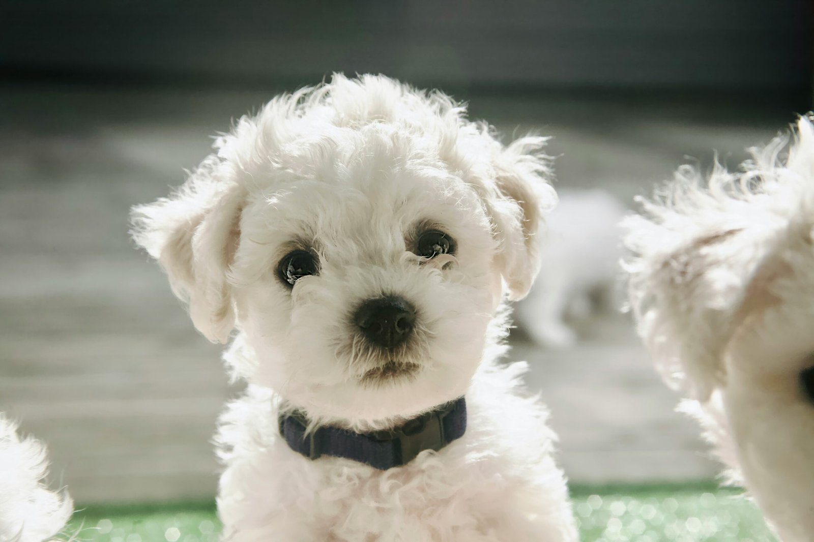 Primer plano de un perro blanco pequeño