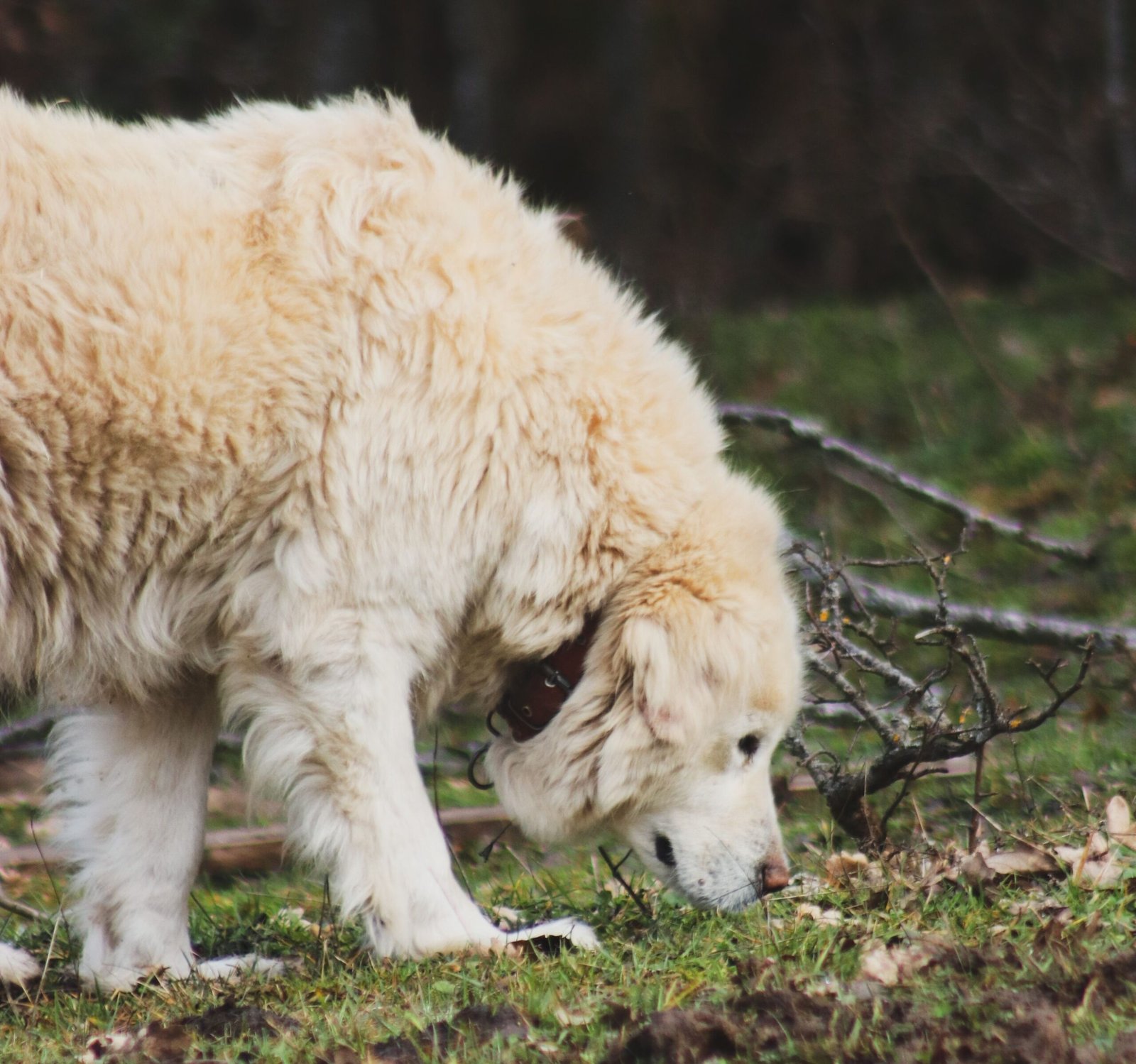 Perro olfateando el suelo del bosque en otoño
