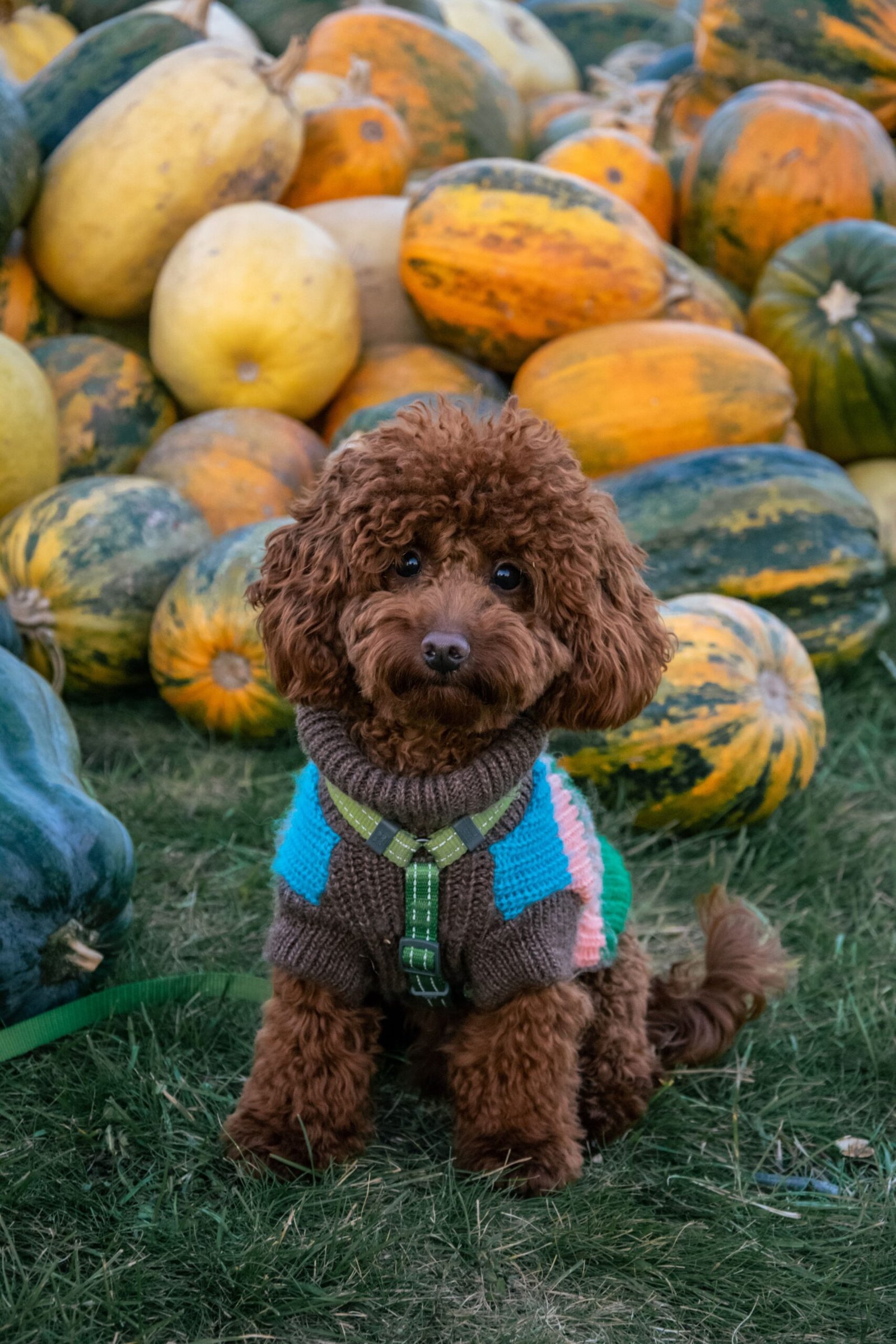 Caniche junto a una calabaza de Halloween
