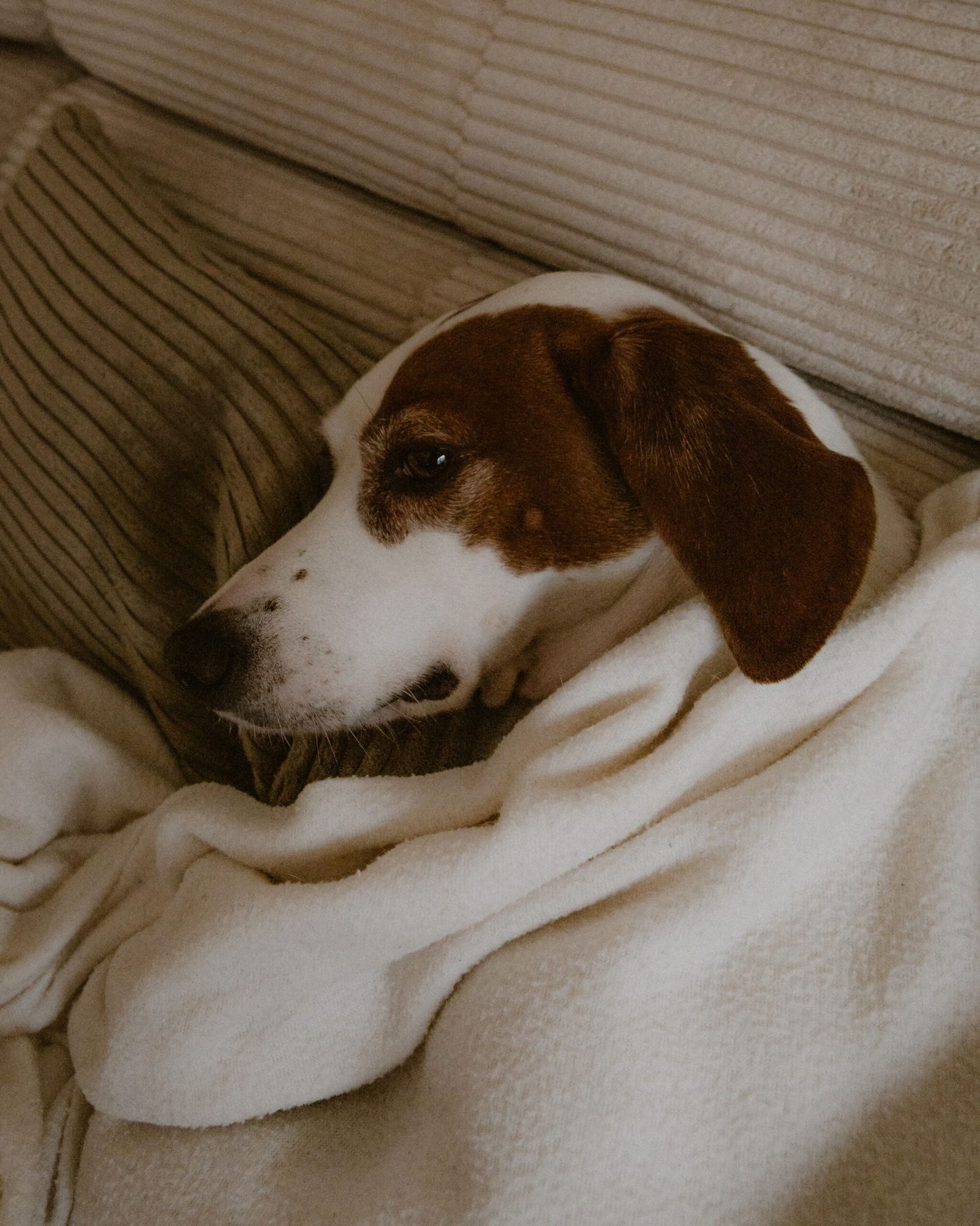 Perro tumbado con una manta, con aspecto decaído