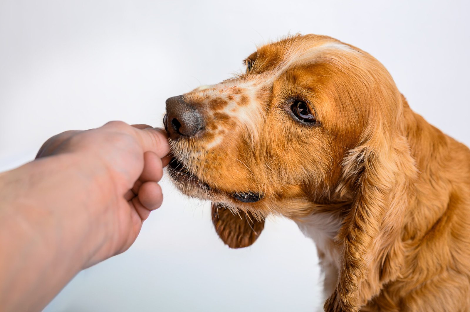 Perro enfermo al que se le da medicación
