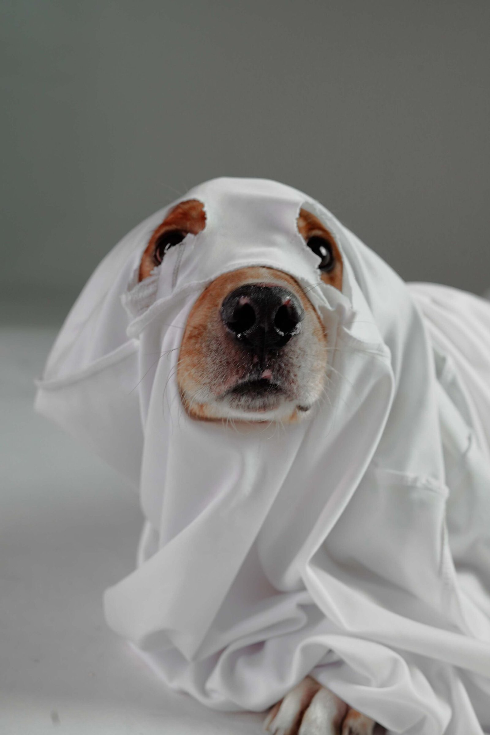 Perro vestido con un disfraz de fantasma