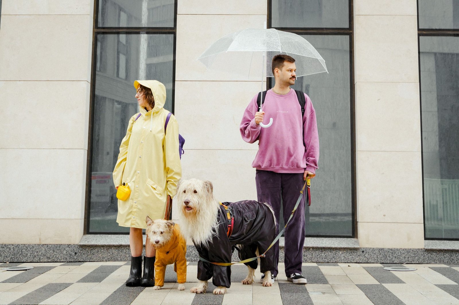 Perros con chubasquero durante un paseo bajo la lluvia