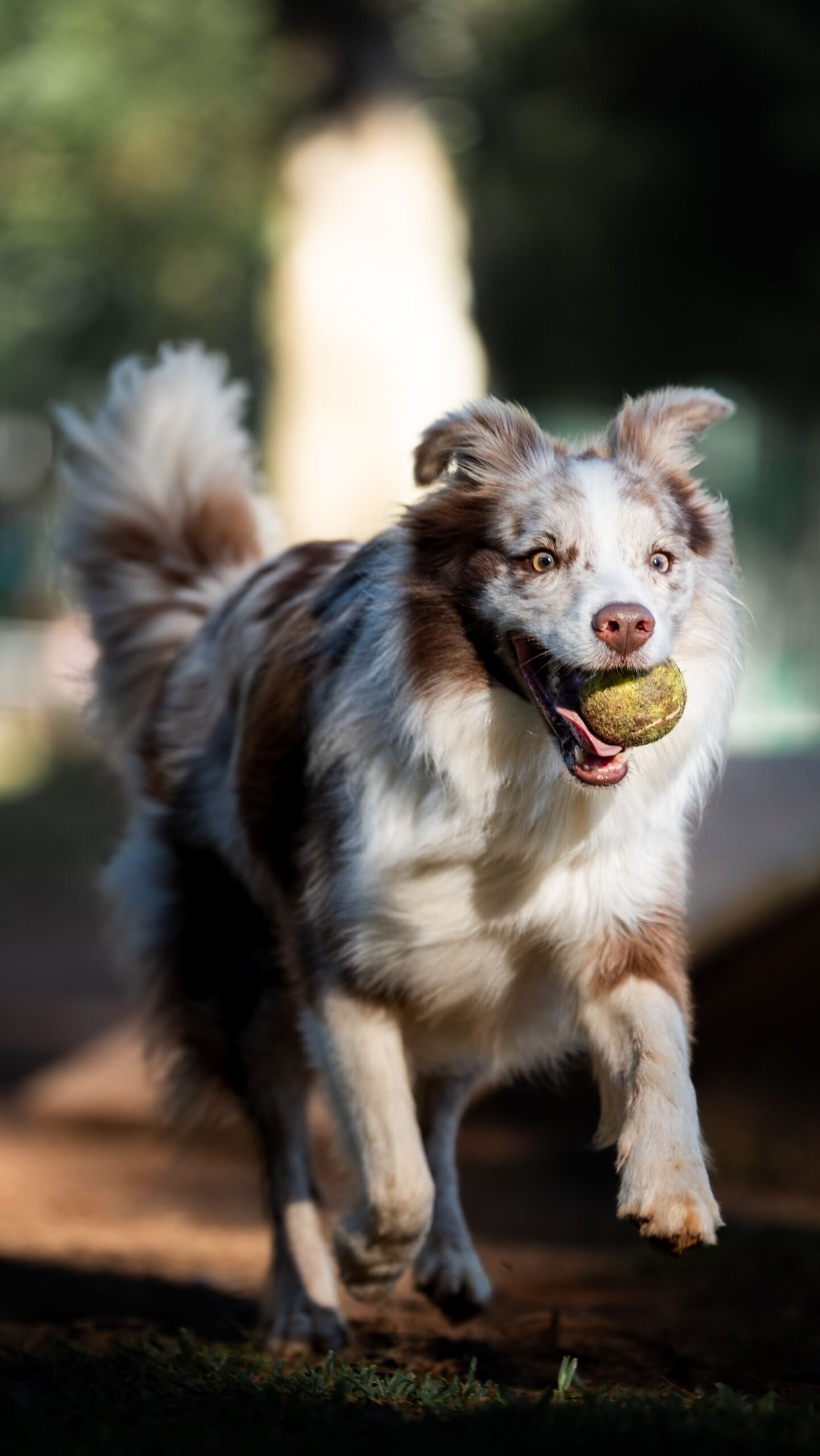 Perro con una pelota en el parque