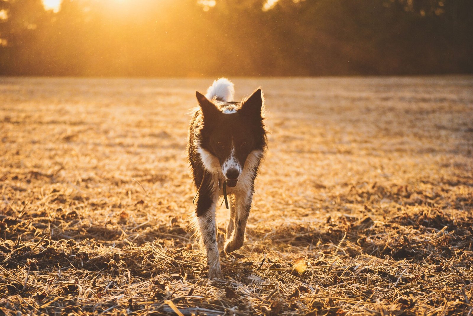Perro sentado en el campo al atardecer