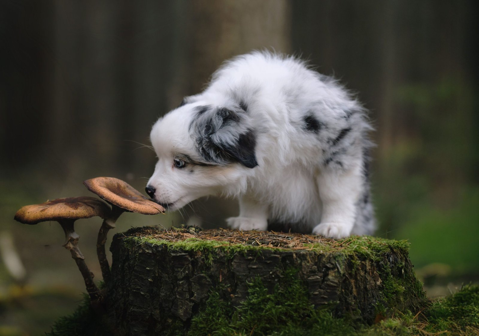 Perro junto a una seta en el campo