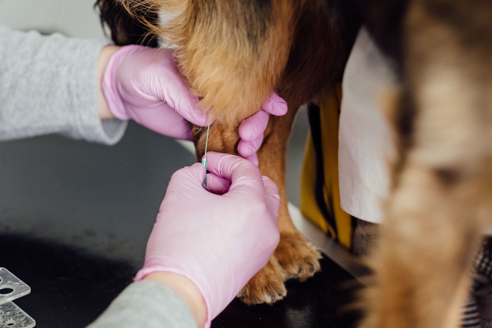 Veterinaria pinchando en la pata a un perro durante una revisión