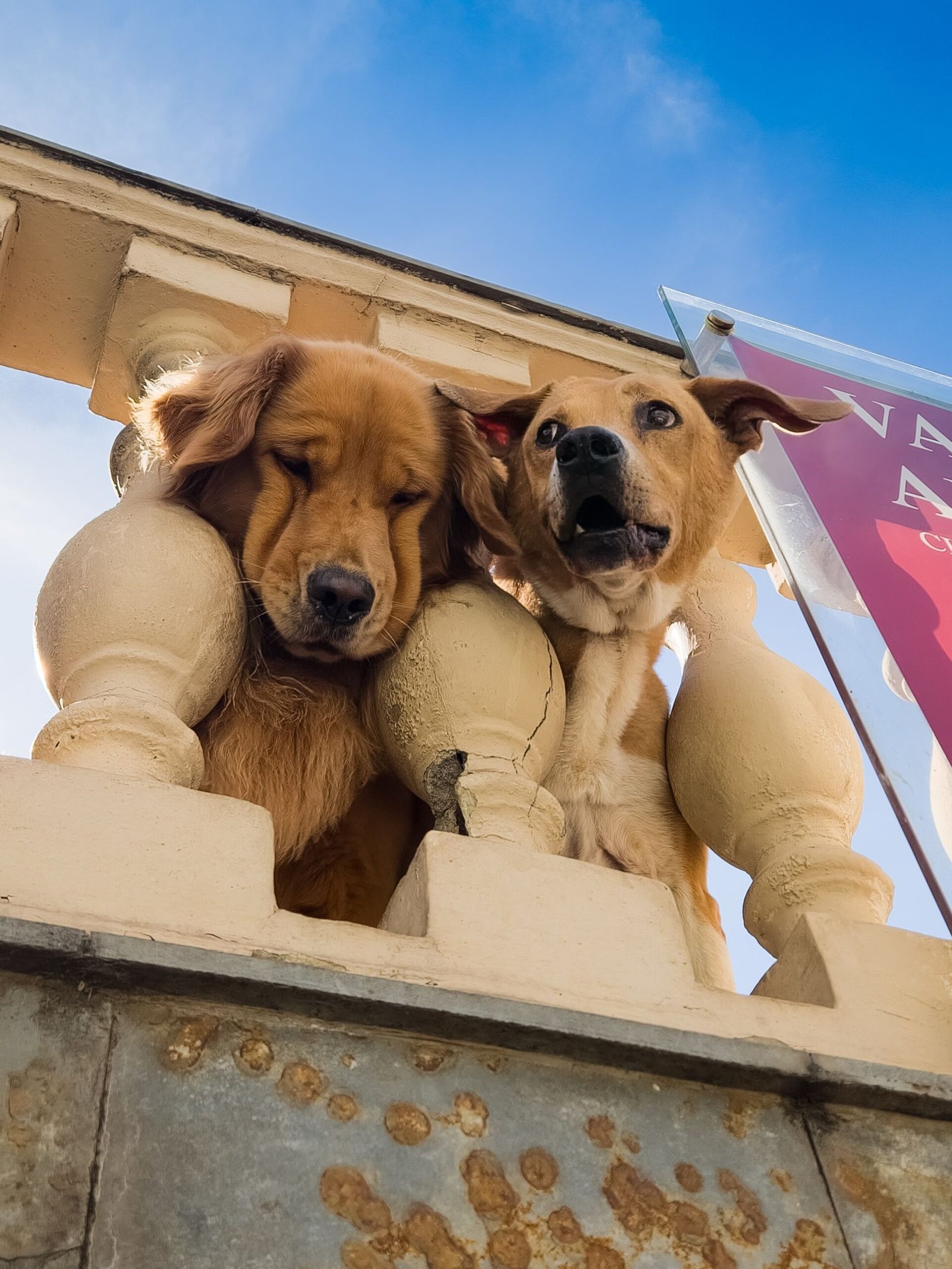 Perros asomados al balcón de un piso