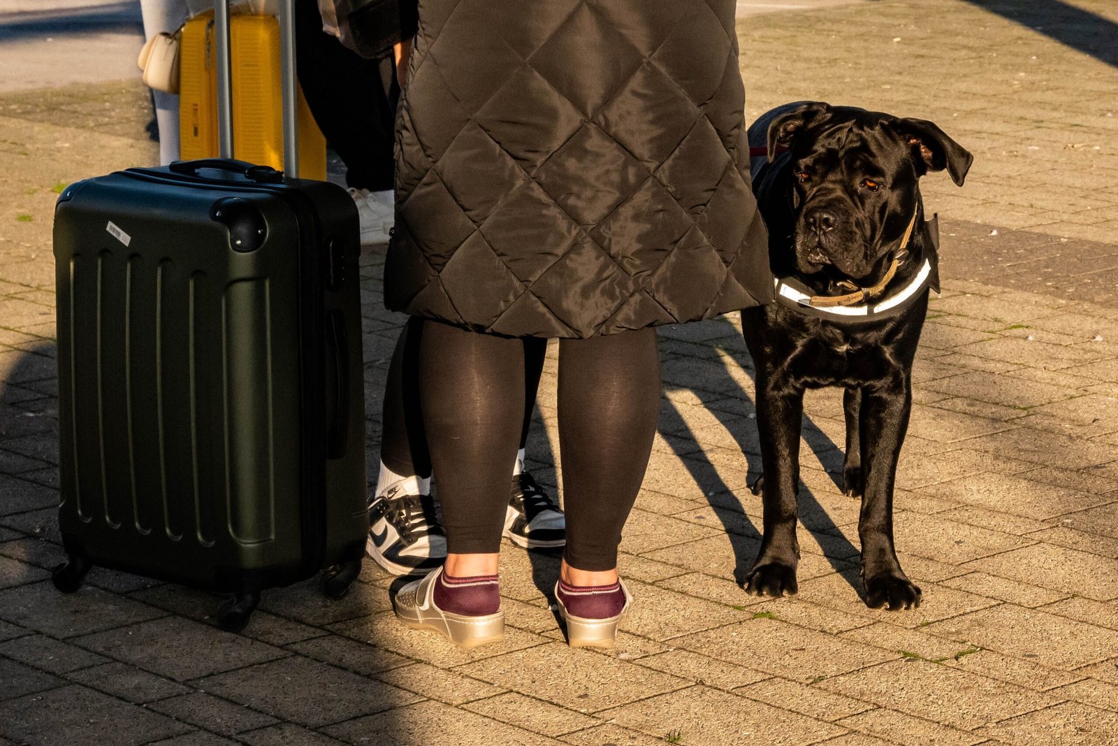 Perro junto a una maleta durante una mudanza