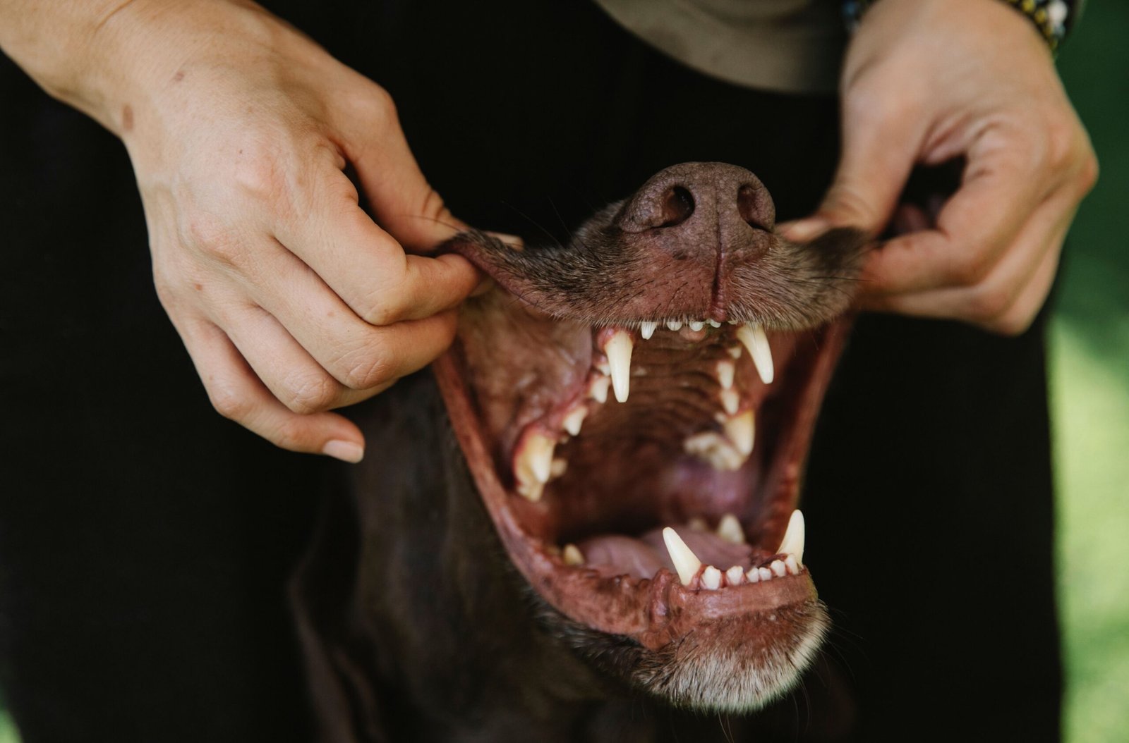 Primer plano de la boca y los dientes de un perro