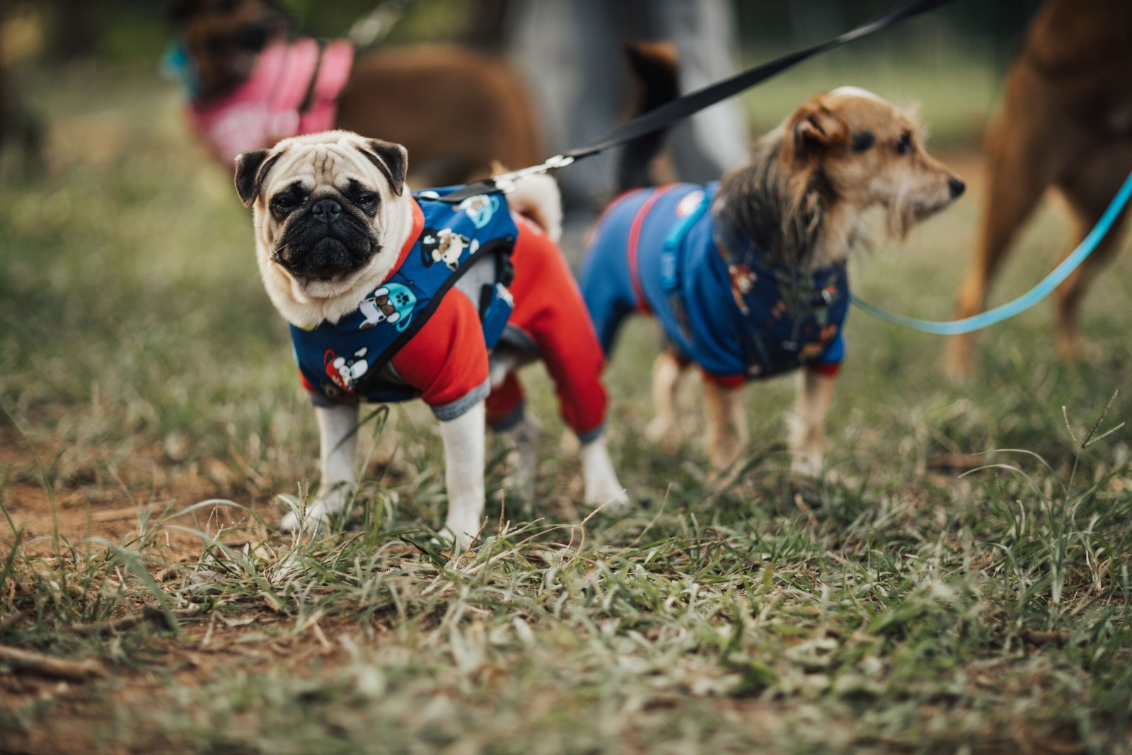 Perros con abrigo paseando en el parque en invierno