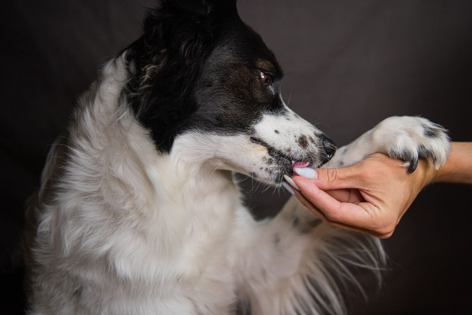 Remedios y medicina para perros
