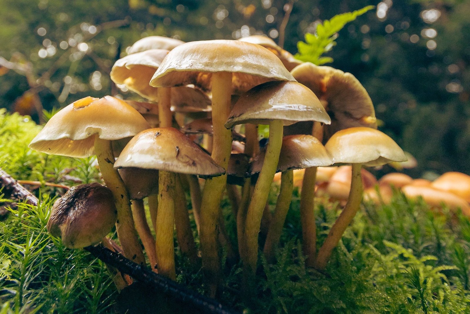 Grupo de setas silvestres entre la vegetación del bosque