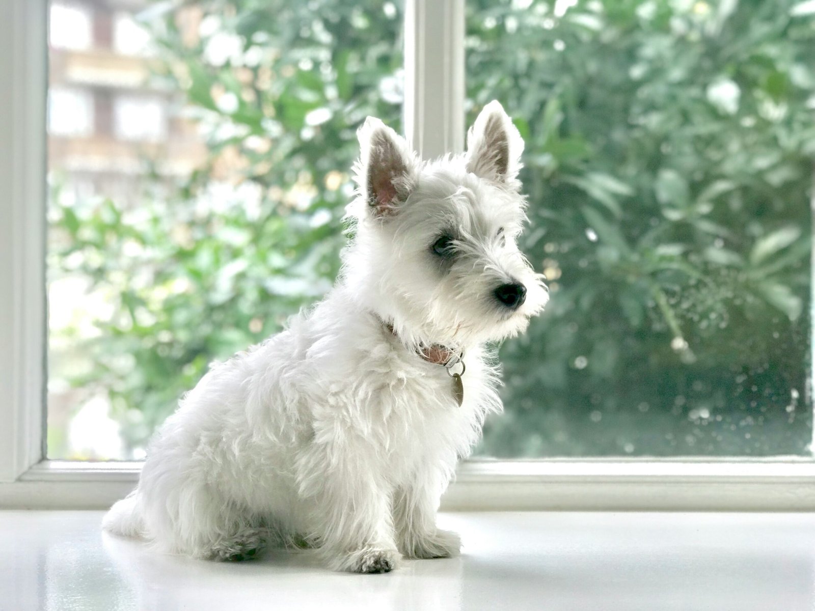 Perro blanco pequeño